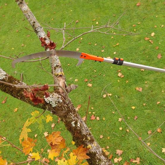 Taille et entretien des arbres chez Entreprise Moutarde