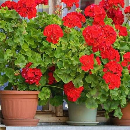 Géraniums rouges en pot chez Entreprise Moutarde