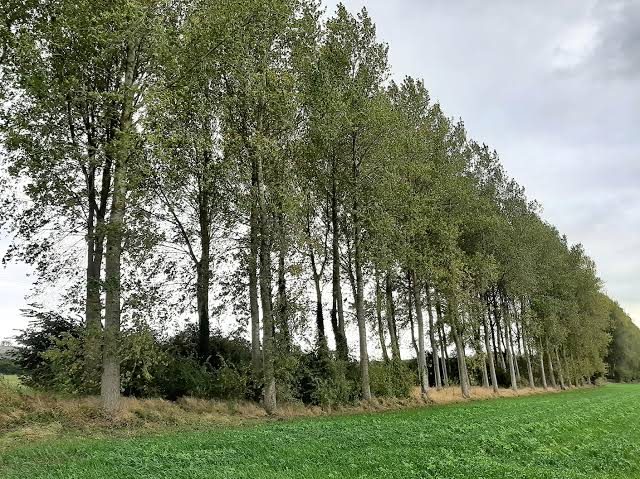 Alignement de peupliers chez Entreprise Moutarde