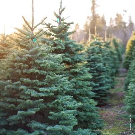 Rangées de sapins de Noël chez Entreprise Moutarde